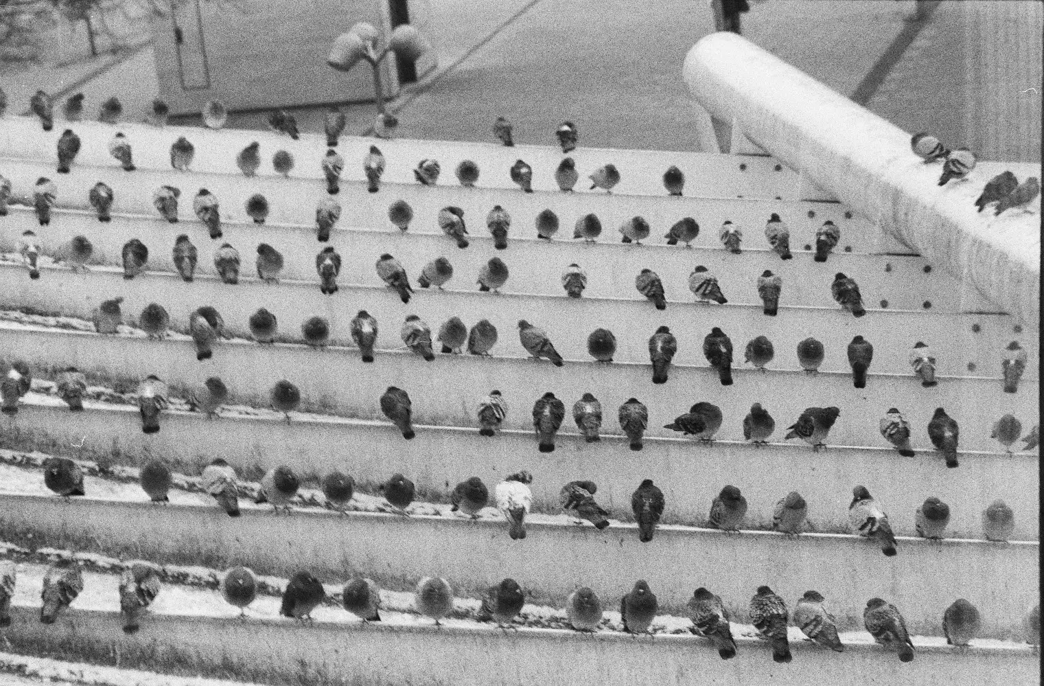 Social Distance (of pigeons)